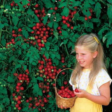 Park Seed Sweet Million Hybrid Tomato Seeds  Includes 30 Seeds in a Pack