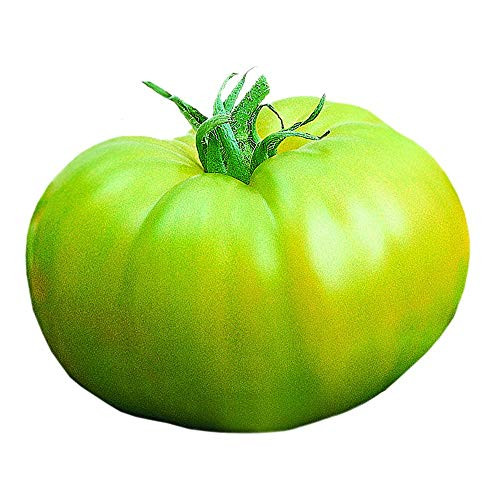 Park Seed Organic Heirloom Green Hybrid Beefsteak Tomato Seeds  25 Seeds in a Pack