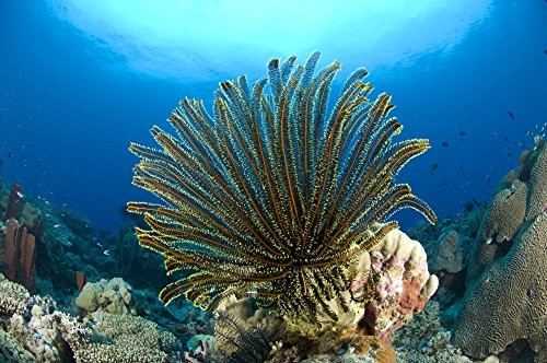 Posterazzi A feather star -Crinoid sp - with arms extended Kimbe Bay Papua New Guinea Poster Print  -17 x 11-