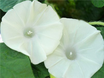 Non GMO Bulk Morning Glory  Moonflower Flower Seeds -1-4 Lb-