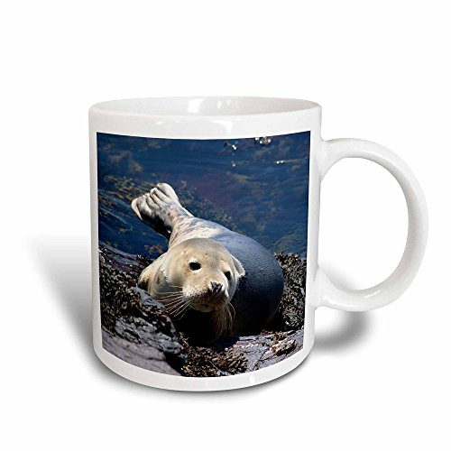 3dRose Seal - Magic Transforming Mug  11 oz  Multicolored