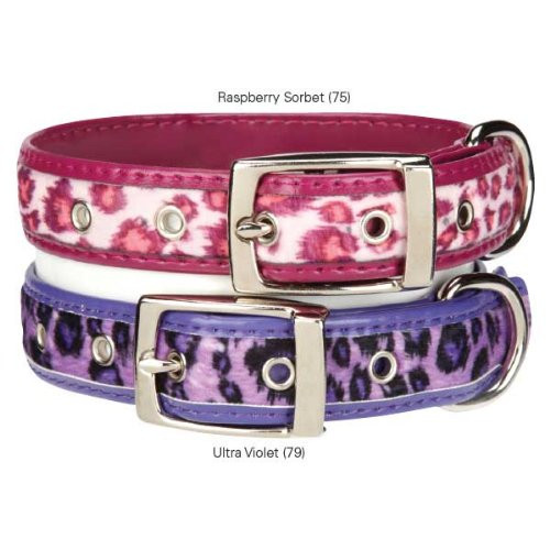East Side Collection Vibrant Leopard Pet Collar  18 to 22-Inch  Ultra Violet