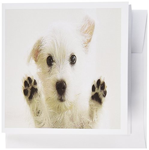 3dRose Adorable Westie Puppy With Paws Up On Glass - Greeting Cards  6 x 6 inches  set of 6 -gc-101697-1-