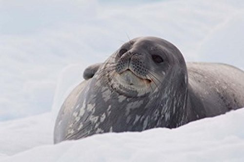 Posterazzi Antarctica Paradise Harbour Fat Weddell seal Poster Print by Cindy Miller Hopkins  -17 x 11-