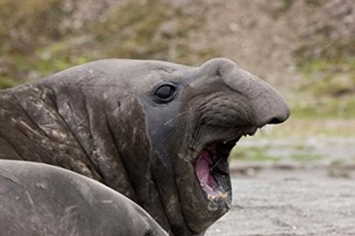 Posterazzi Antarctica St Andrews Bay Southern Elephant Seal Poster Print by Jaynes Gallery  -19 x 12-