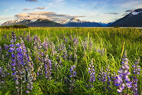Arctic Lupine field along the Turnagain Arm south of Girdwood Southcentral Alaska Poster Print -19 x 12-