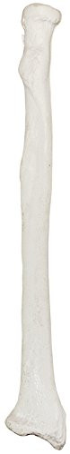 Axis Scientific Radius Bone Model - Left - Cast from a Real Human Radius Bone l Forearm Bone Model Has Realistic Texture and Important Bony Landmarks