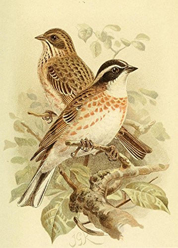 Posterazzi Birds of the British Islands 1885 Bunting Rustic Poster Print by John G- Keulemans  -18 x 24-