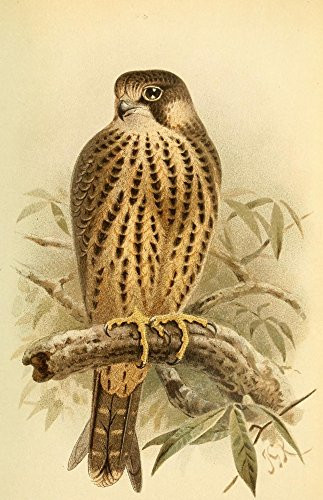Posterazzi Birds of the British Islands 1885 Hobby -Immature- Poster Print by by John G- Keulemans  -18 x 24-