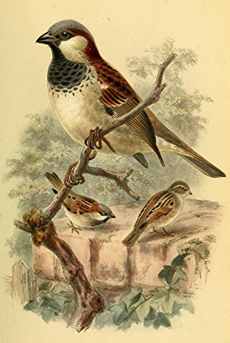 Posterazzi Birds of the British Islands 1885 Sparrow Common Poster Print by John G- Keulemans  -18 x 24-