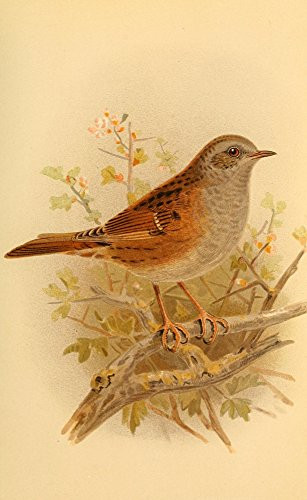 Posterazzi Birds of the British Islands 1885 Sparrow Hedge Poster Print by John G- Keulemans  -18 x 24-