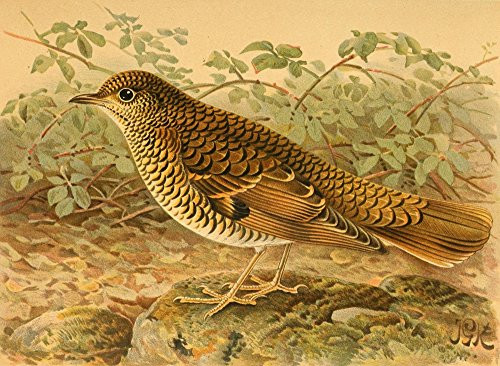 Posterazzi Birds of The British Islands 1885 Thrush Whites Poster Print by John G- Keulemans  -18 x 24-  Varies