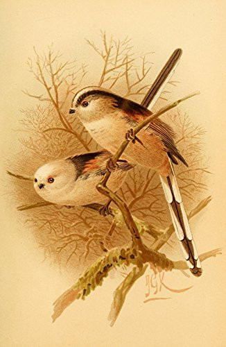Posterazzi Birds of the British Islands 1885 Titmouse Long-tailed Poster Print by John G- Keulemans  -18 x 24-