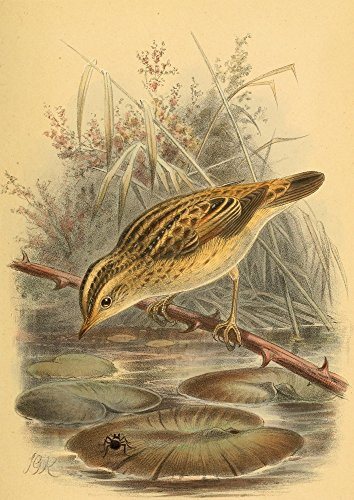 Posterazzi Birds of The British Islands 1885 Warbler Aquatic Poster Print by John G- Keulemans  -18 x 24-  Varies