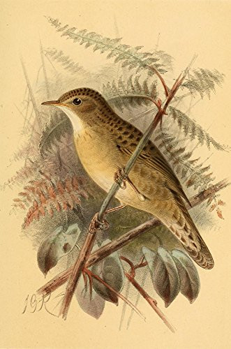 Posterazzi Birds of the British Islands 1885 Warbler Grasshopper Poster Print by John G- Keulemans  -18 x 24-