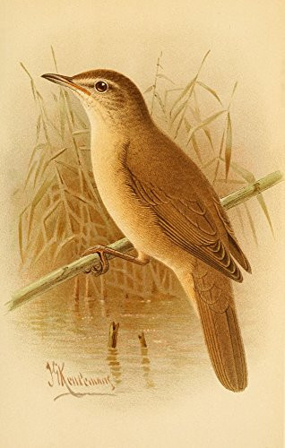 Posterazzi Birds of the British Islands 1885 Warbler Reed Poster Print by John G- Keulemans  -18 x 24-