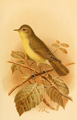Posterazzi Birds of the British Islands 1885 Warbler Icterine Poster Print by John G- Keulemans  -18 x 24-
