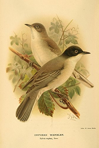 Posterazzi Birds of the British Islands 1885 Warbler Orphean Poster Print by John G- Keulemans  -18 x 24-