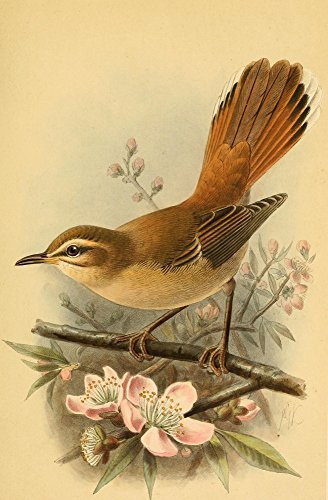 Posterazzi Birds of The British Islands 1885 Warbler Rufous Poster Print by John G- Keulemans  -18 x 24-  Varies