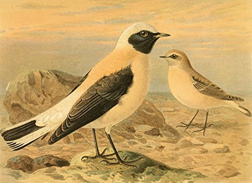Posterazzi Birds of the British Islands 1885 Wheatear Black-throated Poster Print by John G- Keulemans  -18 x 24-