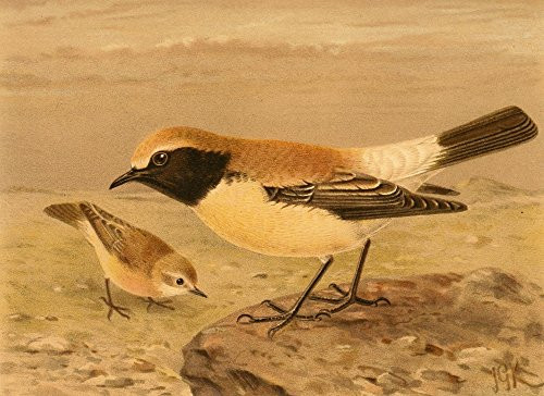 Posterazzi Birds of the British Islands 1885 Wheatear Desert Poster Print by John G- Keulemans  -18 x 24-