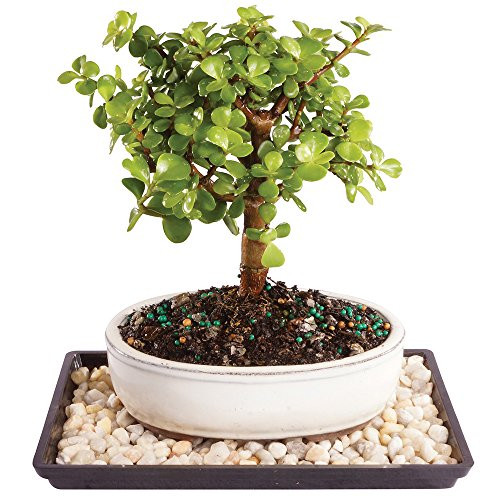 Brussel's Live Dwarf Jade Outdoor Bonsai Tree - 4 Years Old; 6" to 10" Tall with Decorative Container, Humidity Tray & Deco Rock Brussel's Live Dwarf Jade Outdoor Bonsai Tree - 4 Years Old; 6" to 10" Tall with Decorative Container, Humidity Tray & Deco Rock