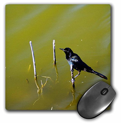 3dRose LLC 8 x 8 x 0-25 Inches Mouse Pad  Boat Tail Grackle -mp-14479-1-