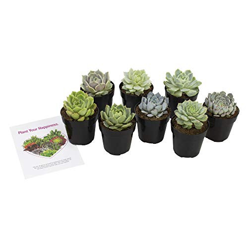 Altman Plants  Echeveria Succulents Live Plants -8 Pack- Assorted 2-5 Potted Succulents Plants Live House Plants in Cacti and Succulent Soil  Wedding