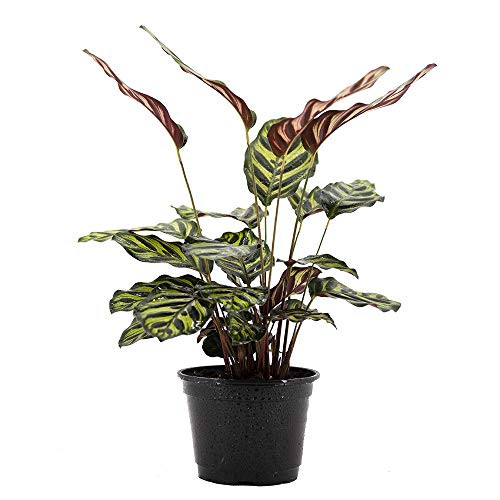 AMERICAN PLANT EXCHANGE Calathea Makoyana Peacock Prayer Live Plant  6 Pot  Indoor Air Purifier