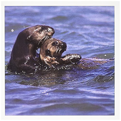 3dRose California Sea Otter  Moss Landing  California - US05 JGS0199 - Jim Goldstein - Greeting Cards  6 x 6 inches  set of 12 -gc-88467-2-