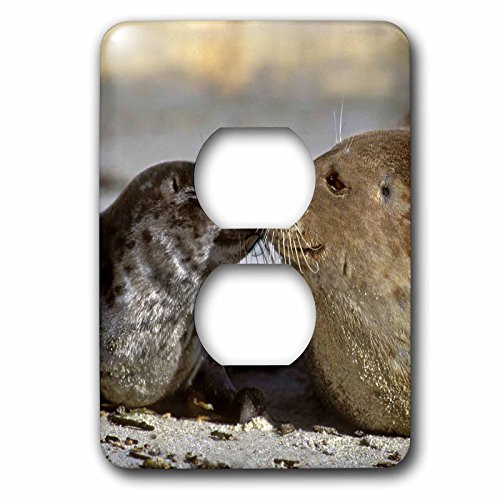 3dRose lsp-88184-6 California  La Jolla  Harbor Seals Us05 Bja0169 Jaynes Gallery 2 Plug Outlet Cover