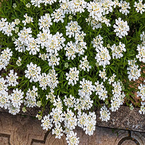 Outsidepride Candytuft Iberis Sempervirens Groundcover Seed - 2000 Seeds