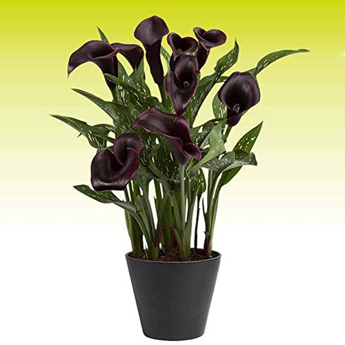 Black Zantedeschia 100 Seeds Organic Calla Lily Seeds Mixed Fowering Seeds for Planting Outside Door for Home Garden Yard Decoration