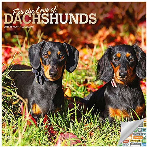 Dachshund Calendar 2021 Bundle - Deluxe 2021 Wiener Dog Wall Calendar with Over 100 Calendar Stickers -Dog Lover Gifts  Office Supplies-