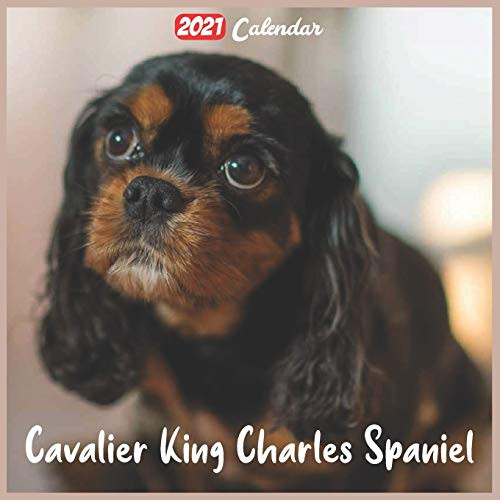 Cavalier King Charles Spaniel 2021 Calendar Official Cavalier King Charles Spaniel Wall Calendar 2021  18 Months
