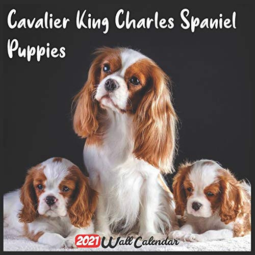 Cavalier King Charles Spaniel Puppies 2021 Wall Calendar Official Cavalier King Charles Spaniel Puppies Calendar 2021  18 Months