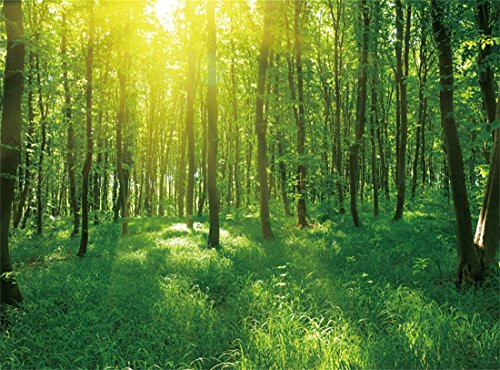 Leowefowa Vinyl 10X8FT Spring Backdrop Jungle Forest Trees Sunshine Green Grass Field Nature Outdoor Scene Photography Background Kids Adults Photo St Leowefowa Vinyl 10X8FT Spring Backdrop Jungle Forest Trees Sunshine Green Grass Field Nature Outdoor Scene Photography Background Kids Adults Photo St