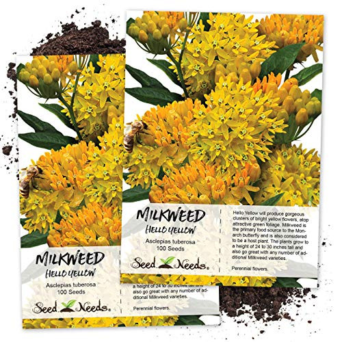 Seed Needs  Hello Yellow Milkweed -Asclepias tuberosa- Twin Pack of 100 Seeds Each