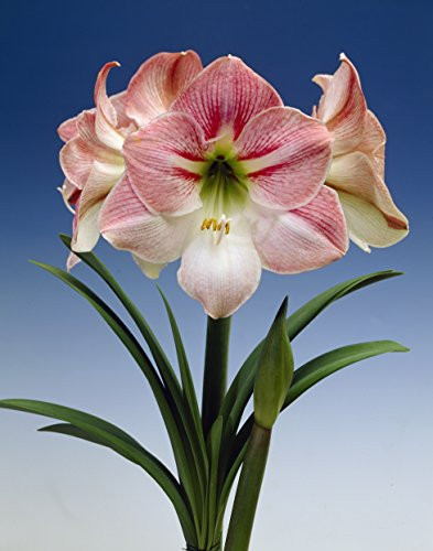 Bloomsz Apple Blossom Garden Amaryllis Bulbs Plant (12 Pack)