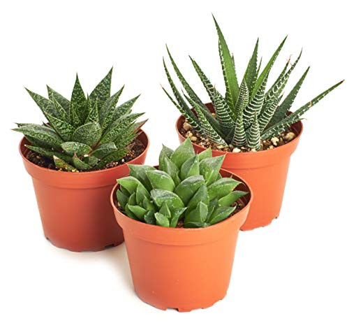 Shop Succulents - Haworthia Collection - Assortment of Hand Selected  Fully Rooted Alluring Miniature Aloe Live Indoor Succulent Plants in a 4 Grow P