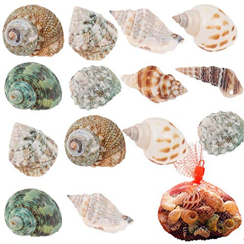 Ujuuu Hermit Crab Growth Shells Shell Hermit Crab Shells Turbo Seashell Natural Sea Conch Hermit Crab House for Décor