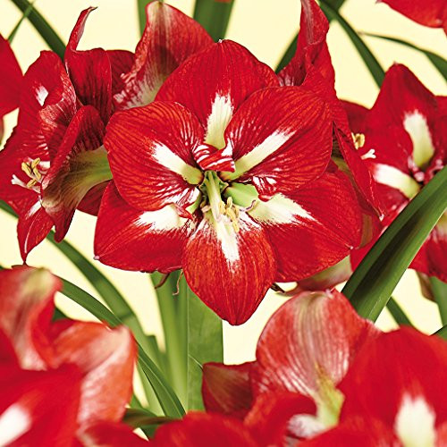 VAN ZYVERDEN 21408 Amaryllis Barbados Flower Bulbs 26-28 cm Black VAN ZYVERDEN 21408 Amaryllis Barbados Flower Bulbs 26-28 cm Black