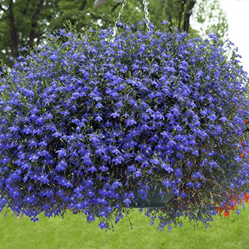Outsidepride Lobelia Blue Carpet Flower Seeds - 10000 Seeds