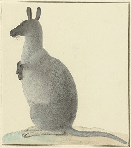 Kangaroo By Isaac Van Haastert C 1788-1830 Dutch Painting Watercolor On Paper Van Haastert Was A Draftsman And Printmaker -Bsloc20166328- Poster Print