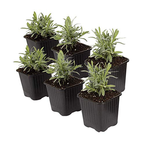 The Three Company 4 Live Lavender -6 Per Pack- Aromatic and Edible Herb  Naturally Calms and Aids Sleep
