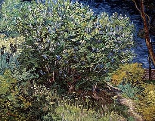 Lilacs Poster Print by Vincent Van Gogh -22 x 28-