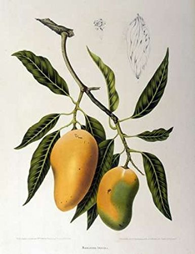Mangosteen Poster Print by Madame Van Nooten -22 x 28-