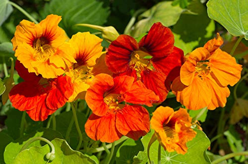 Sweet Yards Seed Co- Nasturtium Seeds  Mixed Colors  Bulk Quarter Pound Bag  Over 900 Open Pollinated Non-GMO Flower Seeds  Tropaeolum majus