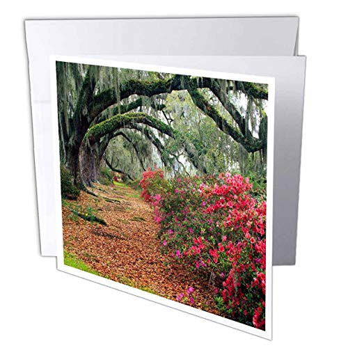 3dRose Moss Covered Trees Charleston Garden  Sc Greeting Cards  6 x 6  Set of 12 -gc-56086-2-