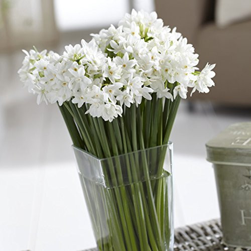 Van Zyverden Mammoth Paperwhites Set of 6 Bulbs Van Zyverden Mammoth Paperwhites Set of 6 Bulbs